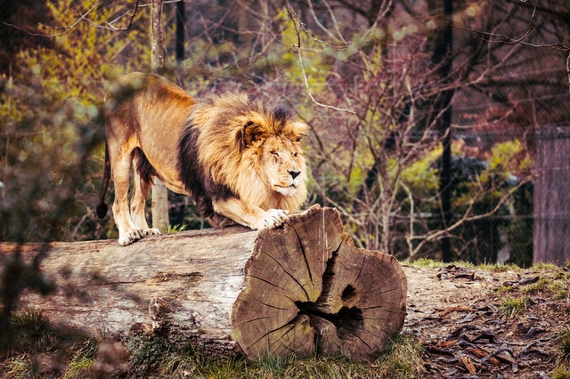 magnifique tableau décoratif avec un lion
