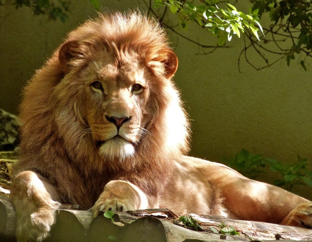 magnifique lion en tableau géant